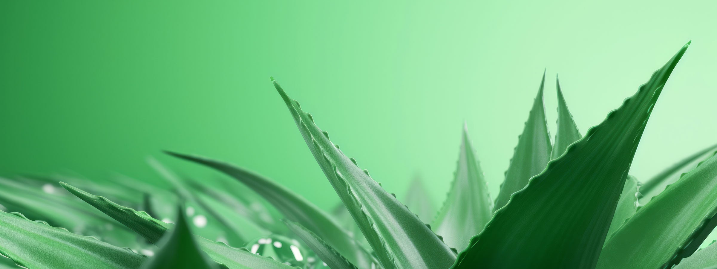 Organic Skincare